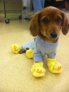 pet